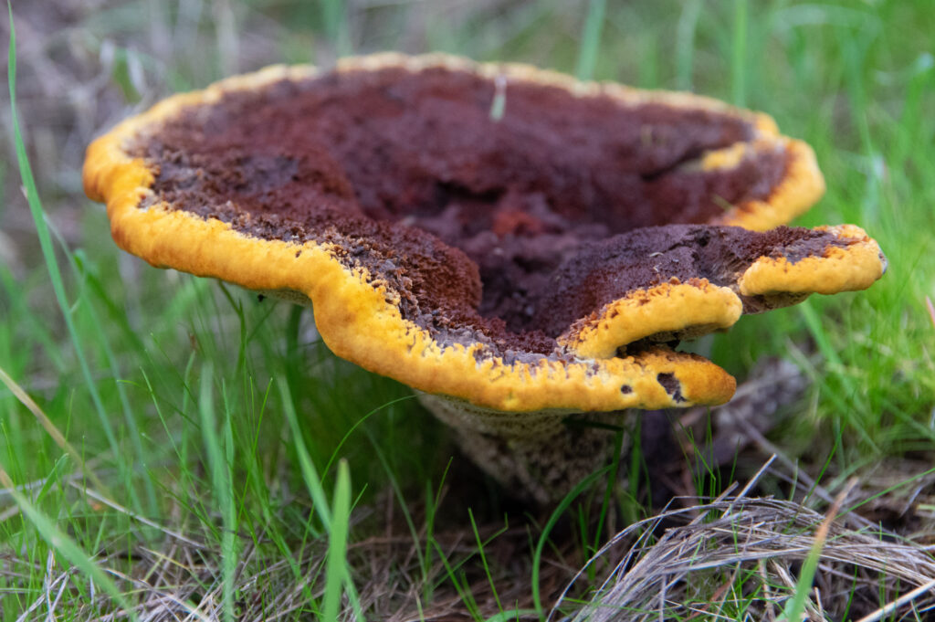 Phaeolus schweinitzii, Dyer's Polypore