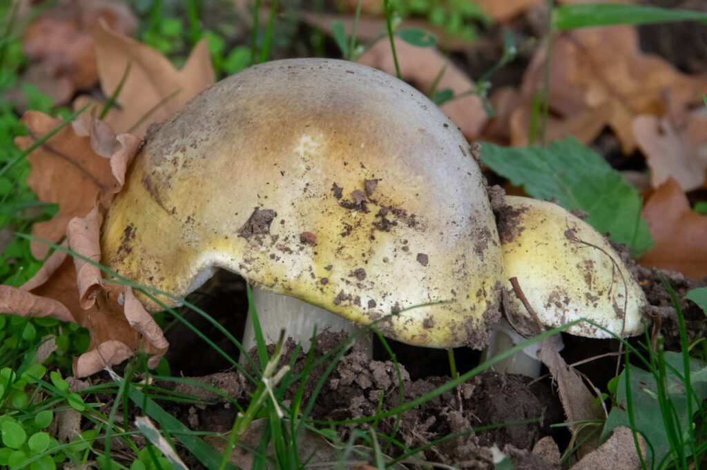 Amanita phalloides, Deathcap