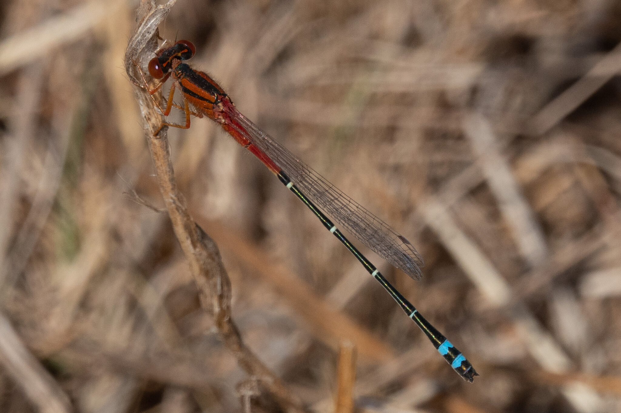 Damselflies and Dragonflies of the Mount Alexander Region Castlemaine