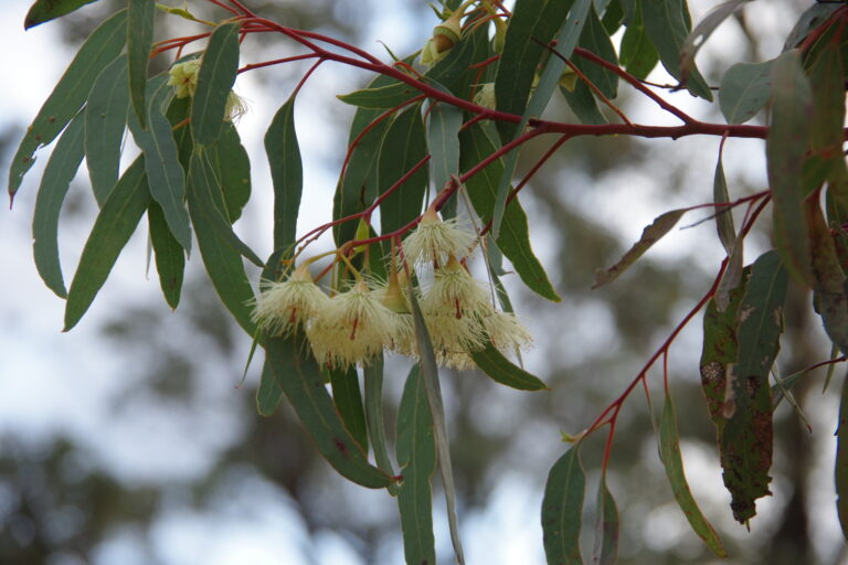 Flora of the Mount Alexander Region – Castlemaine Field Naturalists Club