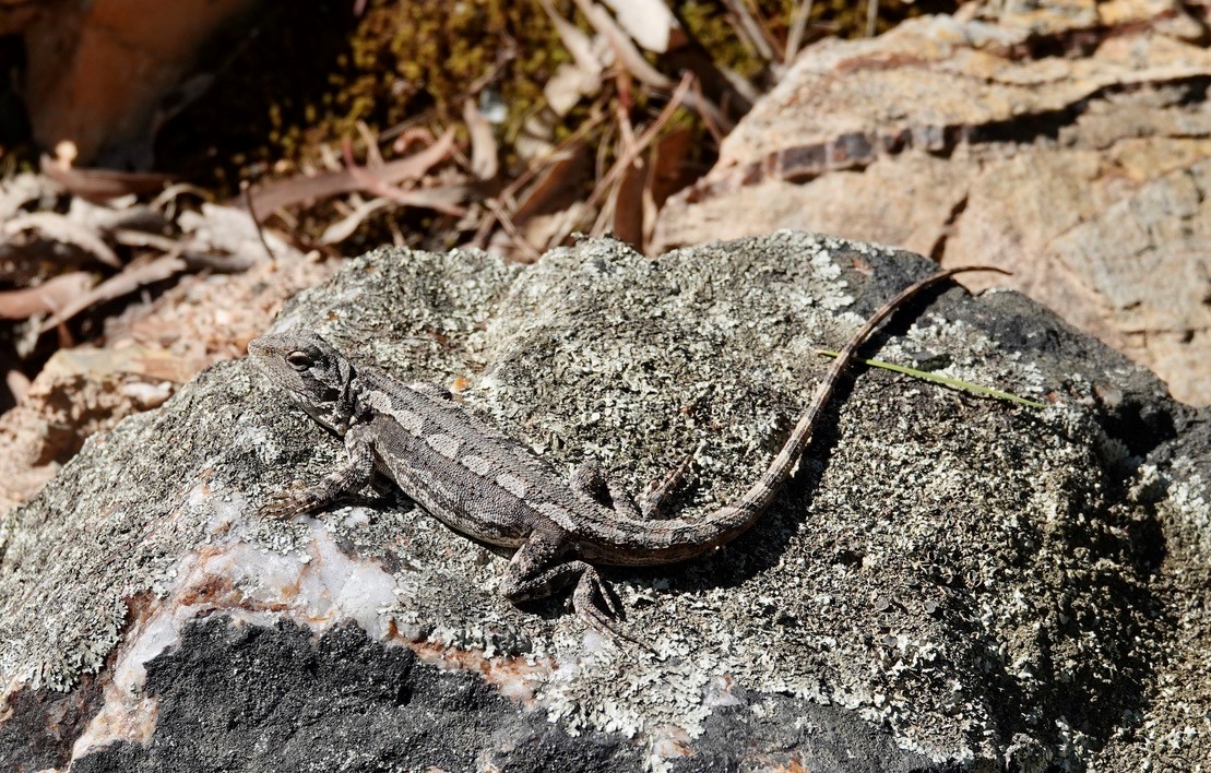 Reptiles of the Mount Alexander Region Castlemaine Field Naturalists Club