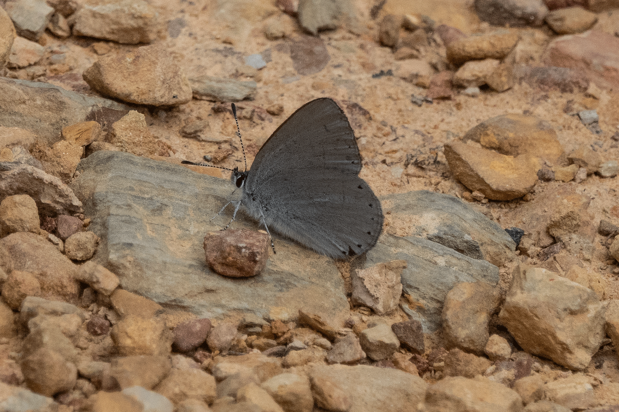 Black Rayed Blue Rayed Blue – Castlemaine Field Naturalists Club
